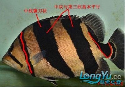 泰國虎魚保護級別是多少：泰國虎魚保護級別是多少泰國虎魚保護級別是多少 泰國虎魚 第2張