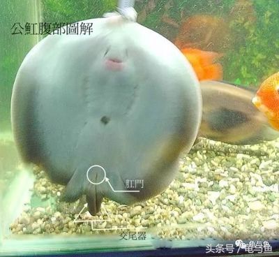 魟魚吃飽了翹嘴怎么回事：魟魚吃飽了仍然翹嘴怎么回事 魟魚百科 第1張