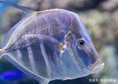 泰國虎魚苗哪里有賣：關于泰國虎魚苗供應商的一些信息，泰國虎魚苗哪里有賣 泰國虎魚 第3張