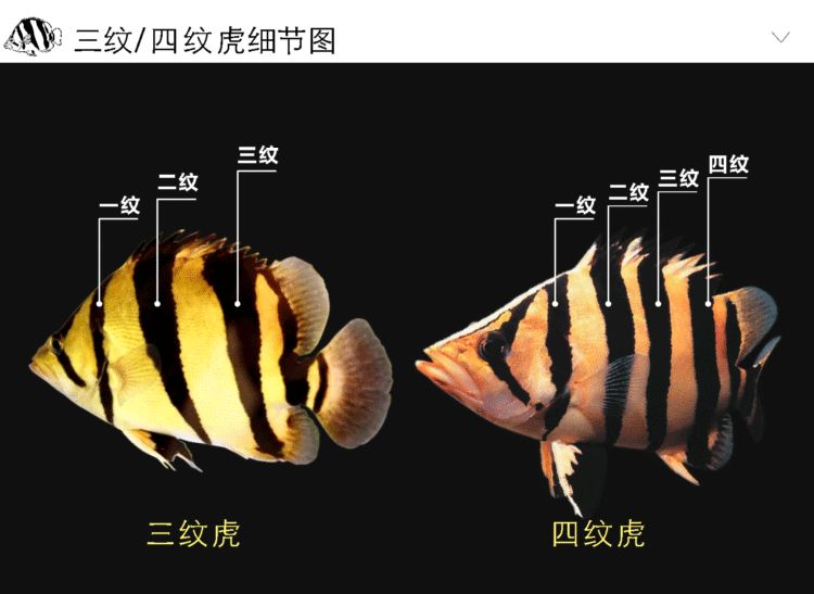 泰國虎魚為什么用身體擦東西：泰國虎魚擦身的原因