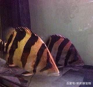 虎魚一害怕就變成黑色：為什么虎魚一害怕就變成黑色 虎魚百科 第2張