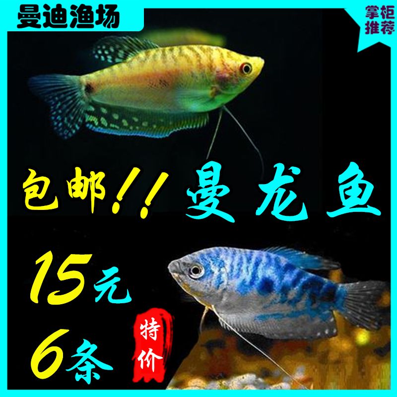 虎魚配魚底層是什么魚：虎魚可以與多種魚類混養(yǎng)，其中一些適合放在魚缸的底層