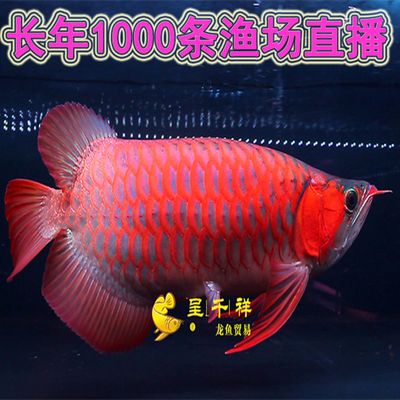 虎魚(yú)配魚(yú)底層是什么魚(yú)：虎魚(yú)可以與多種魚(yú)類(lèi)混養(yǎng)，其中一些適合放在魚(yú)缸的底層 虎魚(yú)百科 第2張