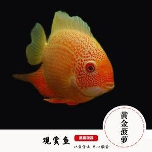 元寶鳳凰魚吃什么的東西：元寶鳳凰魚的飲食習(xí)慣 進(jìn)口元寶鳳凰魚 第3張