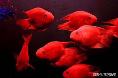 1.2米的魚缸能養(yǎng)多少條鸚鵡魚：1.2米的魚缸能養(yǎng)幾條鸚鵡魚 魚缸百科 第3張