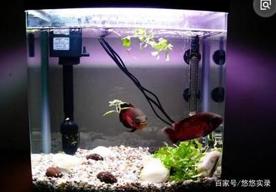 1米2的魚缸多高合適放魚：1米2寬40的魚缸多高合適養(yǎng)魚