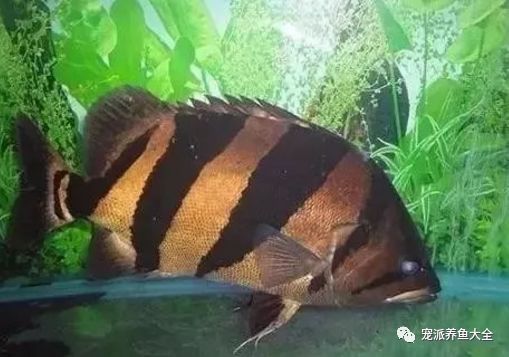 泰國(guó)虎魚(yú)飼養(yǎng)溫度：關(guān)于泰國(guó)虎魚(yú)飼養(yǎng)溫度的一些詳細(xì)信息 泰國(guó)虎魚(yú) 第1張