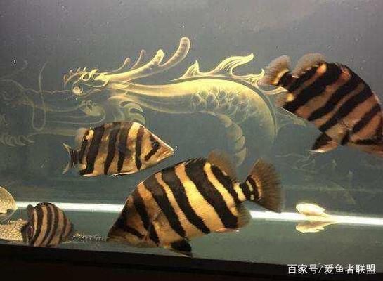 泰國(guó)虎魚(yú)飼養(yǎng)溫度：關(guān)于泰國(guó)虎魚(yú)飼養(yǎng)溫度的一些詳細(xì)信息 泰國(guó)虎魚(yú) 第3張