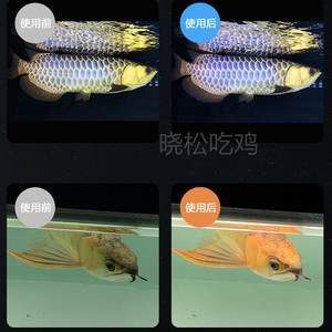 虎魚能養(yǎng)多久不換水：虎魚可以在一定程度上長(zhǎng)時(shí)間不換水，但需要滿足一些條件 泰國(guó)虎魚 第3張