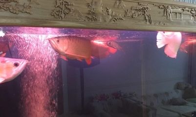 10個(gè)厚的玻璃能做多大的魚缸：10mm厚的玻璃能做多大的魚缸，10個(gè)厚的玻璃能做多大的魚缸