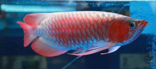 10個(gè)厚的玻璃能做多大的魚缸：10mm厚的玻璃能做多大的魚缸，10個(gè)厚的玻璃能做多大的魚缸