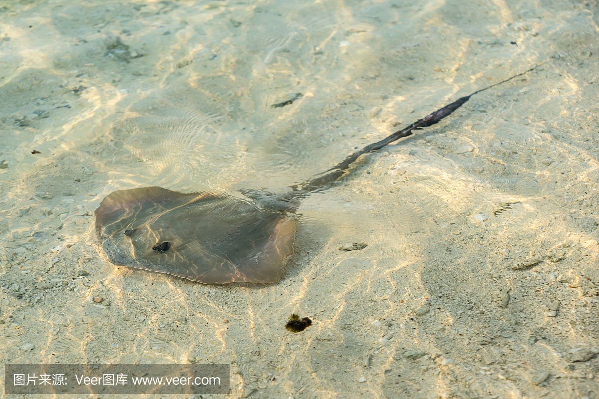 魟魚底部：關于[需手動填充]魚的問題 魟魚百科 第2張