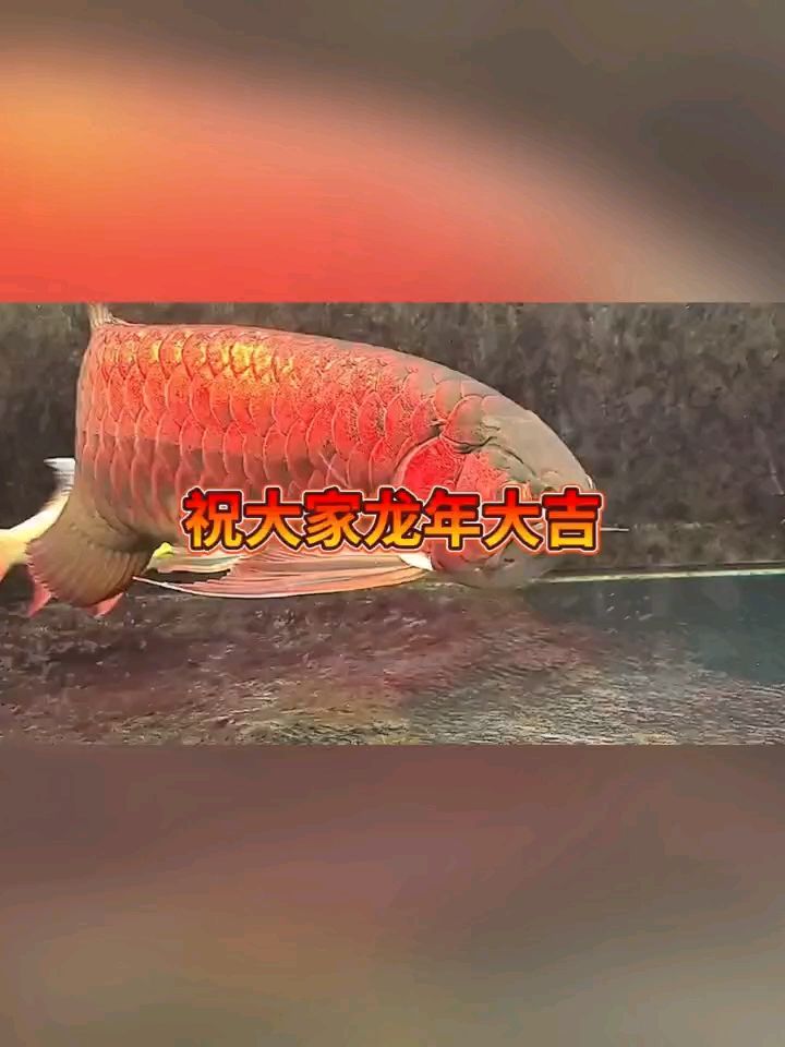 恭喜發(fā)財：隨拍,被養(yǎng)魚耽誤的建筑師 觀賞魚論壇