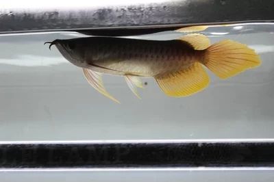 龍魚多大了可以吃小金魚飼料：龍魚多大了可以吃小金魚飼料