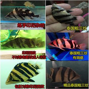 泰國虎魚保護(hù)級別劃分圖：關(guān)于泰國虎魚保護(hù)級別劃分圖的問題 泰國虎魚 第2張