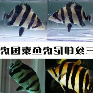 泰國虎魚保護(hù)級別劃分圖：關(guān)于泰國虎魚保護(hù)級別劃分圖的問題 泰國虎魚 第3張