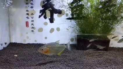 蘇虎魚全名叫什么好聽又好養(yǎng)的：蘇虎魚全名叫什么好聽又好養(yǎng)