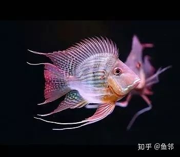 魟魚不愛吃食：當(dāng)魟魚表現(xiàn)出不愛吃食的行為時，可能是由于多種原因引起的 魟魚百科 第2張