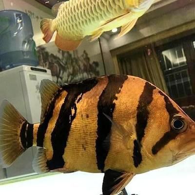 印尼虎魚(yú)溫度29好嗎：印尼虎魚(yú)溫度29好嗎印尼虎魚(yú)溫度29好嗎