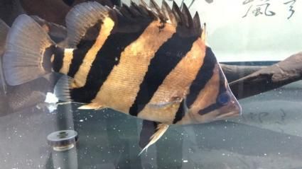 印尼虎魚(yú)溫度29好嗎：印尼虎魚(yú)溫度29好嗎印尼虎魚(yú)溫度29好嗎