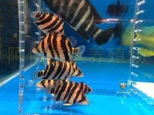 印尼虎魚(yú)溫度29好嗎：印尼虎魚(yú)溫度29好嗎印尼虎魚(yú)溫度29好嗎