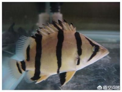 虎魚能養(yǎng)多久不死的魚：虎魚壽命受到多種因素影響 泰國虎魚 第2張