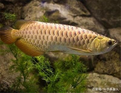 泰國虎魚為什么會變黑的原因：泰國虎魚為什么會變黑 泰國虎魚 第1張