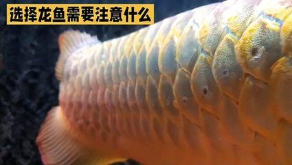 北京龍魚(yú)批發(fā)市場(chǎng)營(yíng)業(yè)時(shí)間：北京龍魚(yú)批發(fā)市場(chǎng)的營(yíng)業(yè)時(shí)間 龍魚(yú)百科 第3張