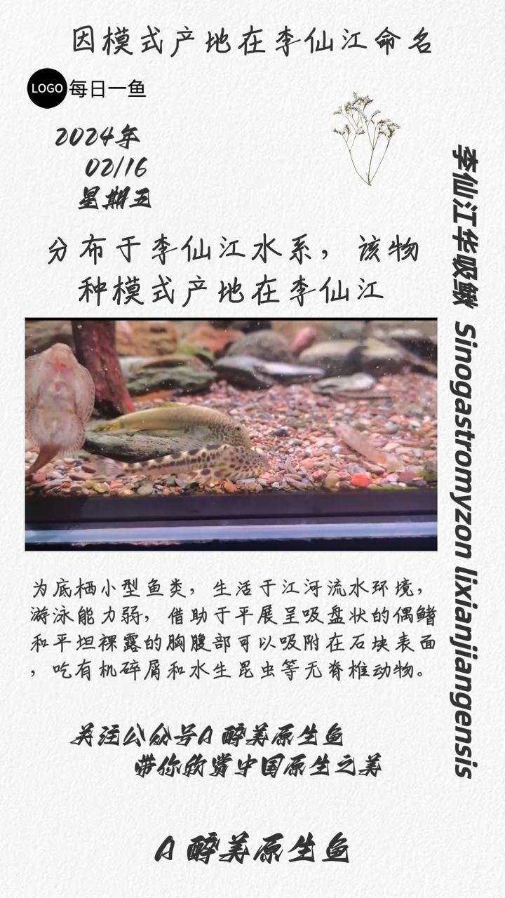 李仙江華吸鰍：分布在李仙江水系 觀賞魚論壇