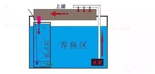 1.2米魚缸出水口最佳位置圖：1.2米以上的魚缸出水口最佳位置圖解和注意事項(xiàng)