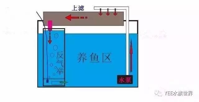 1.2米魚缸出水口最佳位置圖：1.2米以上的魚缸出水口最佳位置圖解和注意事項(xiàng)