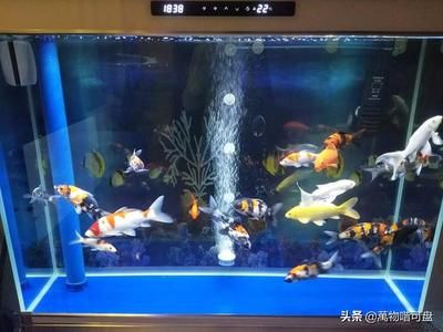 泰國虎魚喂食時間多長：泰國虎魚的喂食時間多長