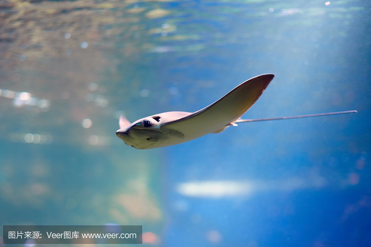 魟魚飛起來狀態(tài)好不好：魟魚飛起來好不好 魟魚百科 第1張