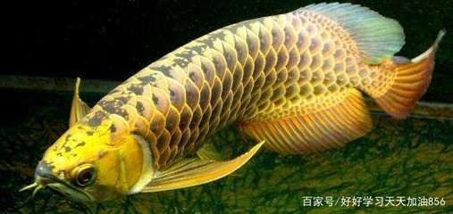 金龍魚 肉食：關(guān)于金龍魚的食性和喂食頻率的一些詳細(xì)信息 龍魚百科 第1張