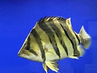 泰虎怎樣喂成球體飼料：如何將泰虎喂成球體飼料 泰國虎魚 第2張