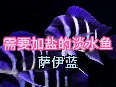 魟魚加鹽比例：關(guān)于魟魚加鹽的一般原則和注意事項(xiàng) 魟魚百科 第2張