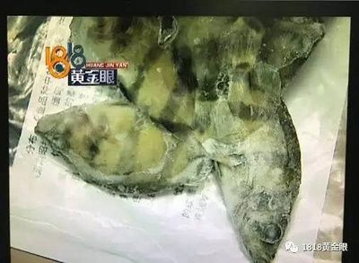 10公分虎魚好養(yǎng)嗎：10公分的虎魚好養(yǎng)嗎 虎魚百科 第3張