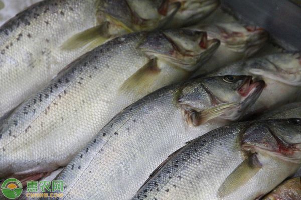 印尼虎魚能吃嗎：印尼虎魚可以作為食物食用，但應(yīng)注意其帶毒的安全衛(wèi)生 虎魚百科 第3張