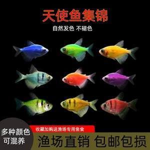 虎魚褪色特別厲害：虎魚體色變黑是怎么回事？ 虎魚百科 第3張