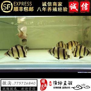 元寶鳳凰魚怎么養(yǎng)的好看又好養(yǎng)活：元寶鳳凰魚的飼養(yǎng)方法和注意事項(xiàng)