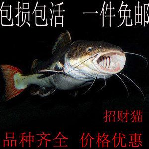 龍魚配招財貓：招財貓魚和龍魚可以混養(yǎng)但需要考慮到水質(zhì)管理和混養(yǎng) 龍魚百科 第2張