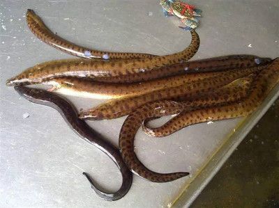 魟魚的牙齒：魟魚的牙齒不是撕咬獵物，而是為了過濾食物 魟魚百科 第2張