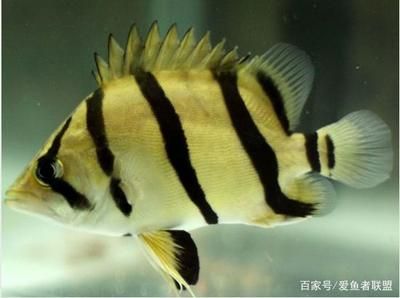 虎魚打架嗎：虎魚之間會發(fā)生打架的行為嗎？ 虎魚百科 第2張