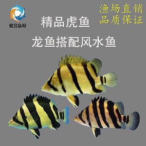 蘇虎貴還是印尼虎貴一點(diǎn)：蘇虎魚(yú)與印尼虎魚(yú)的區(qū)別 蘇虎 第4張