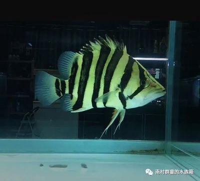 蘇虎貴還是印尼虎貴一點(diǎn)：蘇虎魚(yú)與印尼虎魚(yú)的區(qū)別 蘇虎 第3張