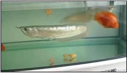 魟魚生完孩子怎么辦：關(guān)于魟魚生完孩子后的處理方法和注意事項和注意事項 魟魚百科 第2張