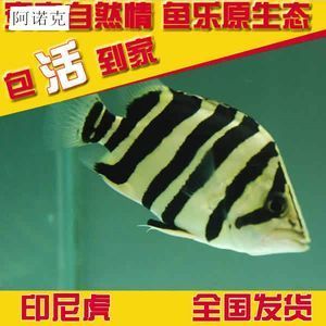 蘇門(mén)答臘虎魚(yú)價(jià)格：蘇門(mén)答臘虎魚(yú)價(jià)格并不是一個(gè)固定的數(shù)值，而是受到多種因素影響