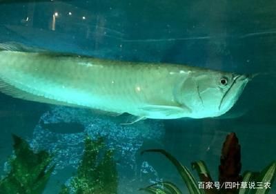 龍魚喜歡吃泥鰍嗎：龍魚喜歡吃泥鰍嗎， 龍魚百科 第3張