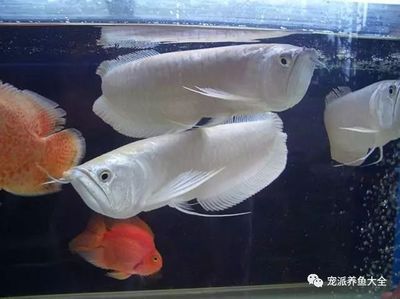 龍魚 跳缸：龍魚跳缸的原因和處理方法 龍魚百科 第2張