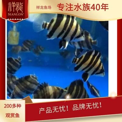 蘇虎魚苗怎么變亮色了：蘇虎魚苗為何會(huì)變亮色 蘇虎 第3張